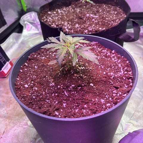 Blue cheese auto growlog timeline photo
