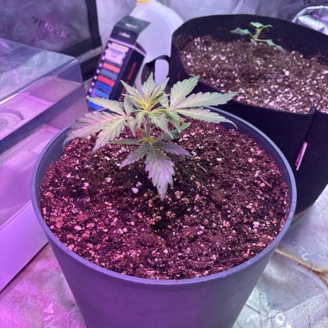 Blue cheese auto growlog timeline photo