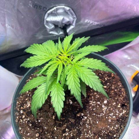 Blue cheese auto growlog photo: I think it’s bad genetics(why the one plant looks ugly) gonna ride it out and see what it turns into 