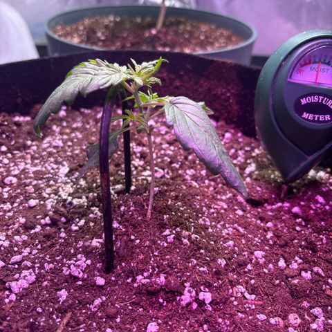 Blue cheese auto growlog photo: I think it’s bad genetics(why the one plant looks ugly) gonna ride it out and see what it turns into 