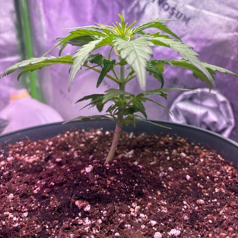 Blue cheese auto growlog photo: I think it’s bad genetics(why the one plant looks ugly) gonna ride it out and see what it turns into 