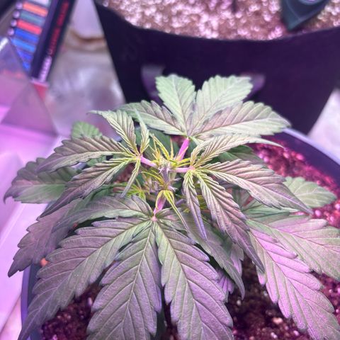 Blue cheese auto growlog timeline photo