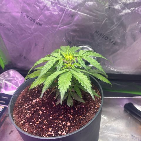 Blue cheese auto growlog timeline photo