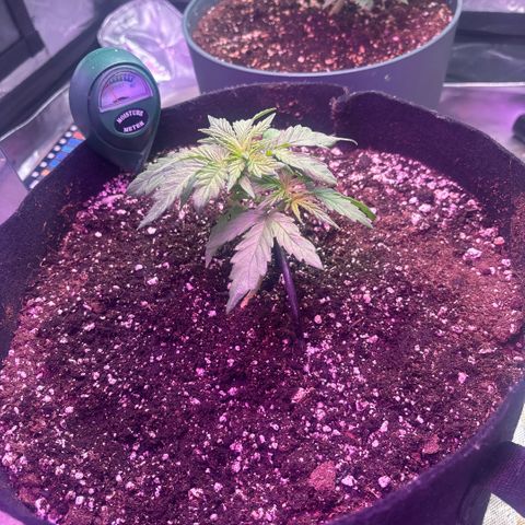 Blue cheese auto growlog timeline photo