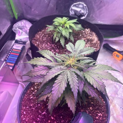 Blue cheese auto growlog timeline photo