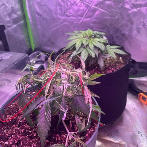 Blue cheese auto growlog timeline photo