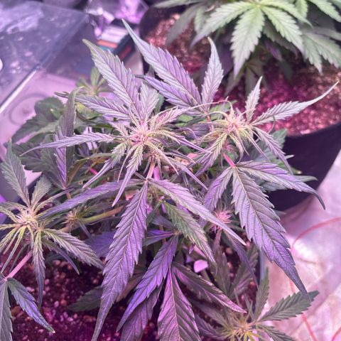 Blue cheese auto growlog photo: Flowering early, the plant is still pretty small, also the leaves only have three fingers in most places, I’m guessing it’s a deficiency in someway