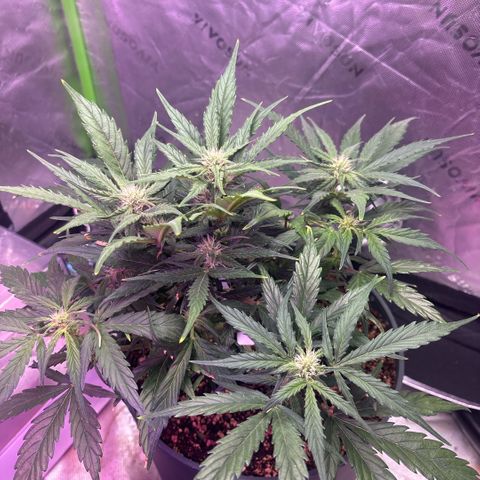Blue cheese auto growlog photo: Shocked the plant into early flower, possibly caused by topping or environmental issues. The other pic was started at the Same time with out being topped and it’s still in veg phase 