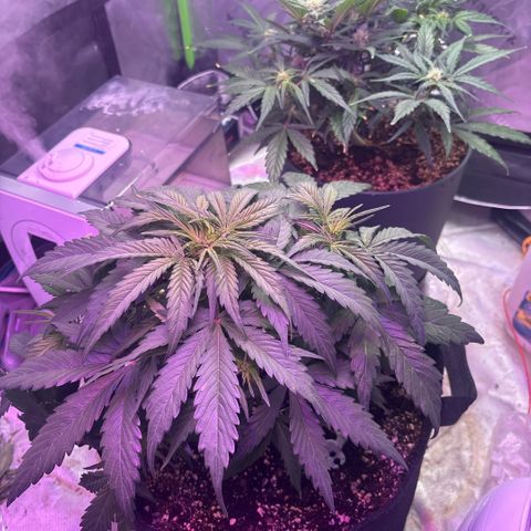 Blue cheese auto growlog timeline photo