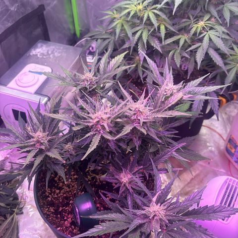 Blue cheese auto growlog timeline photo