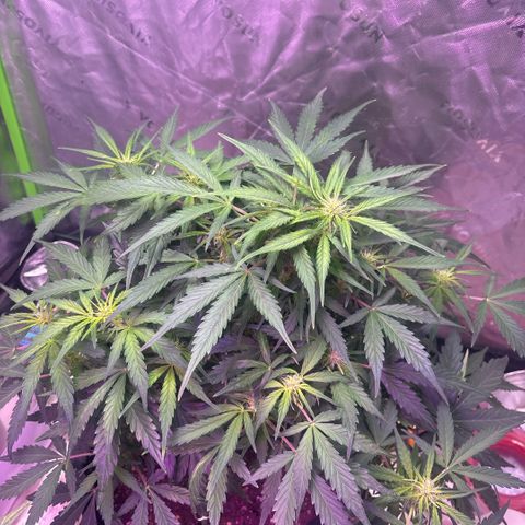 Blue cheese auto growlog timeline photo