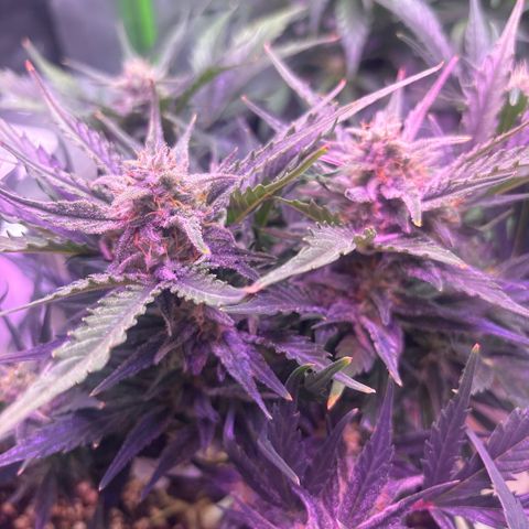 Blue cheese auto growlog timeline photo