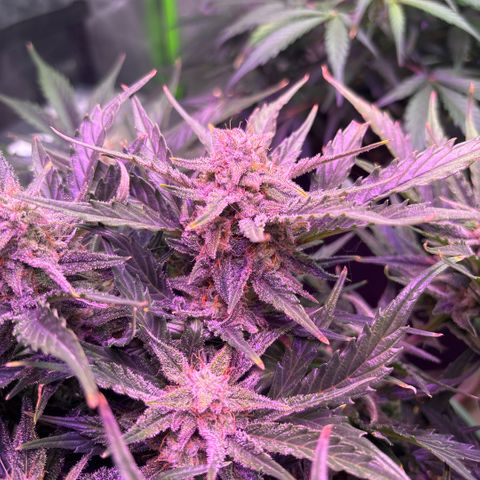 Blue cheese auto growlog timeline photo