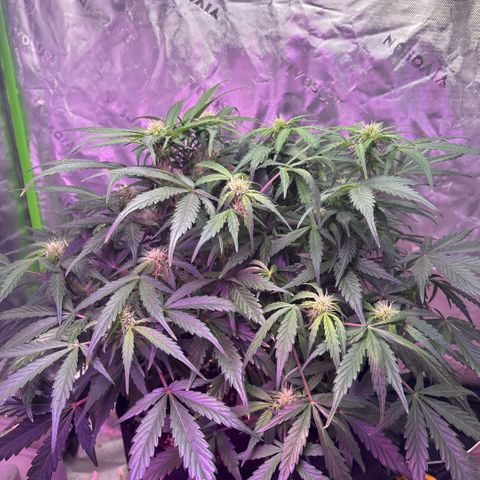 Blue cheese auto growlog timeline photo