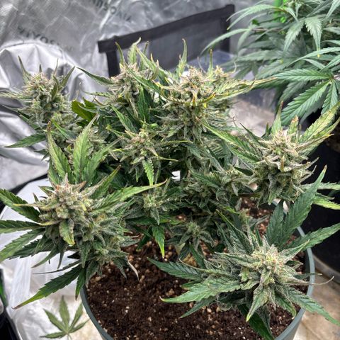Blue cheese auto growlog photo: This one is just about done, chopping soon 