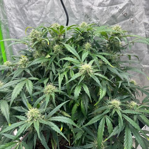 Blue cheese auto growlog timeline photo