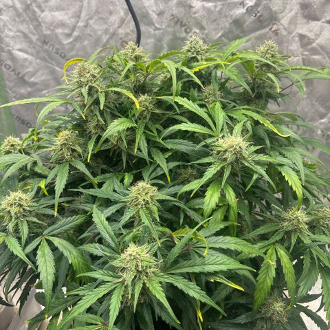 Blue cheese auto growlog timeline photo