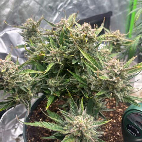 Blue cheese auto growlog timeline photo