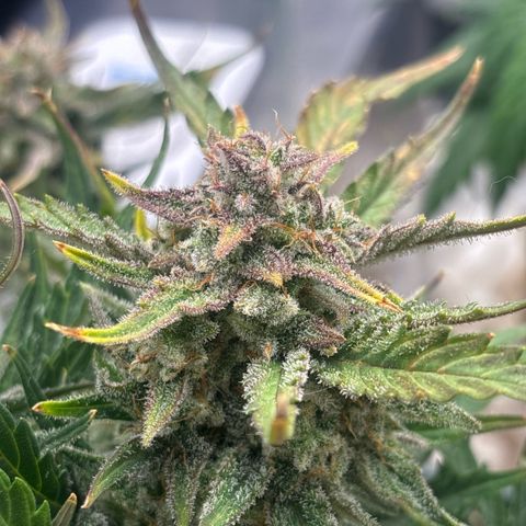 Blue cheese auto growlog timeline photo