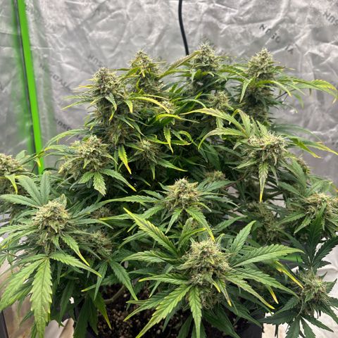 Blue cheese auto growlog timeline photo