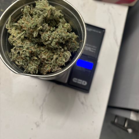 Blue cheese auto growlog photo: 1 oz for the smaller plant, the one we topped. 