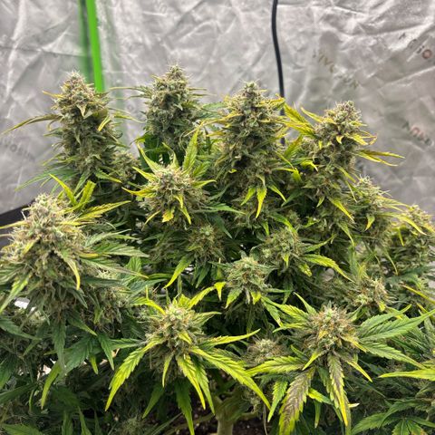 Blue cheese auto growlog timeline photo