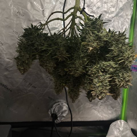Blue cheese auto growlog timeline photo