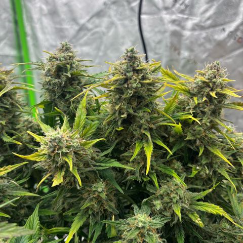 Blue cheese auto growlog timeline photo