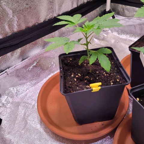 Sherbert  growlog photo: 2 Sanlight auf ca 320 - 350 PPFD dazu gehangen 