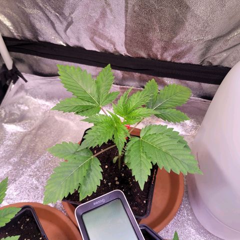 Hilde  growlog timeline photo