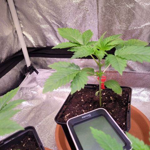 Hilde  growlog photo: 2 Sanlight auf ca 320 - 350 PPFD dazu gehangen