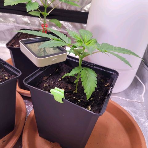 Kalli growlog photo: 2 Sanlight auf ca 320 - 350 PPFD dazu gehangen
