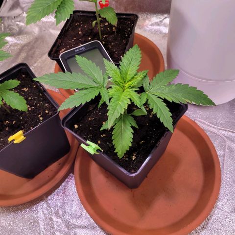 Kalli growlog photo: 2 Sanlight auf ca 320 - 350 PPFD dazu gehangen
