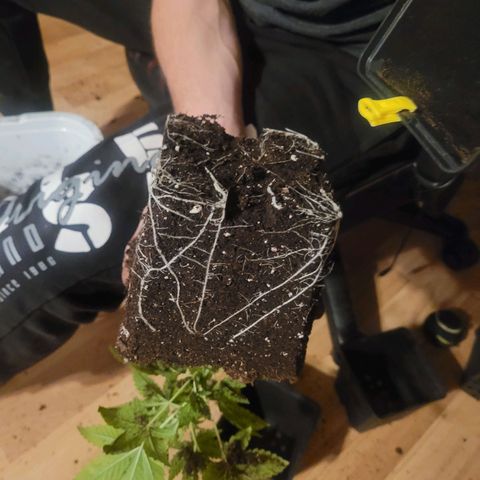Sherbert  growlog timeline photo