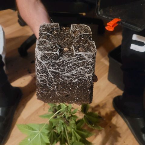 Hilde  growlog timeline photo