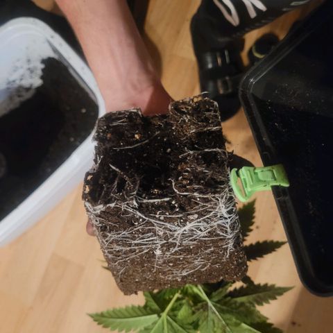 Kalli growlog timeline photo
