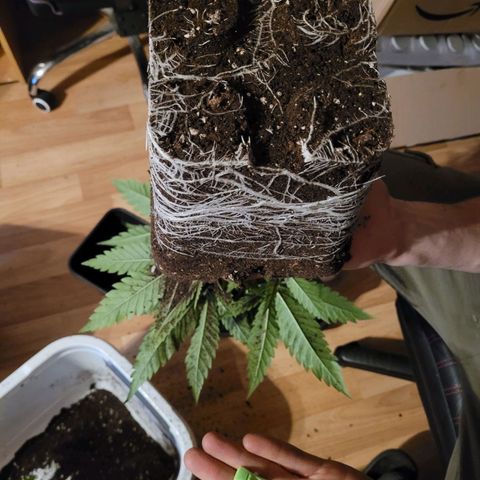 Kalli growlog photo: Wurzelwerk 5l 