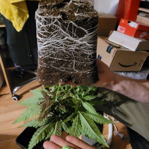 Kalli growlog photo: Wurzelwerk 5l 