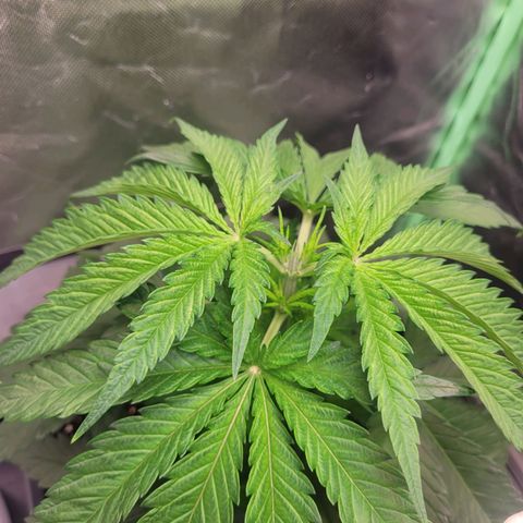 Kalli growlog photo: Getoppt nach der 7 Nodie 