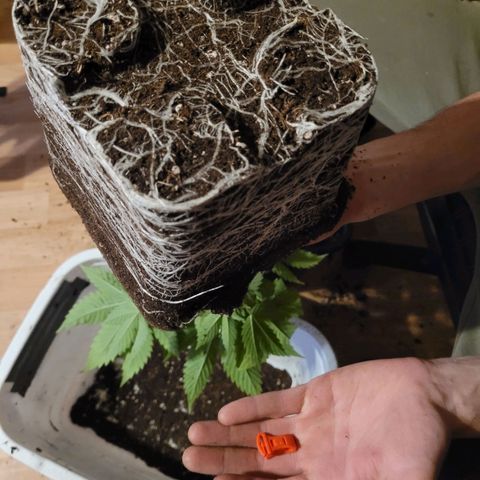 Hilde  growlog photo: Wurzelwerk 5l 