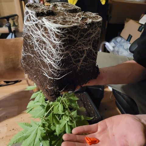 Hilde  growlog photo: Wurzelwerk 5l 