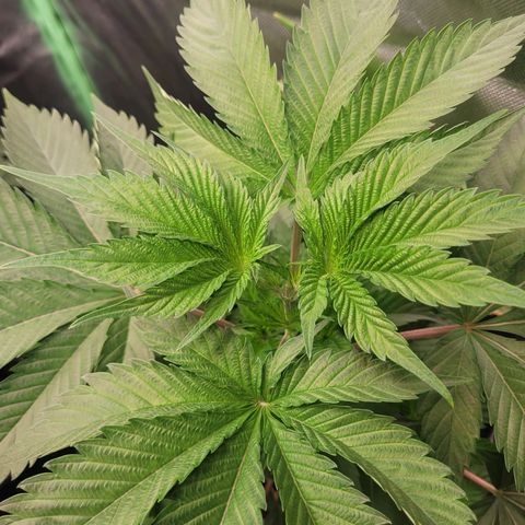 Hilde  growlog photo: Getoppt nach der 7 Nodie 