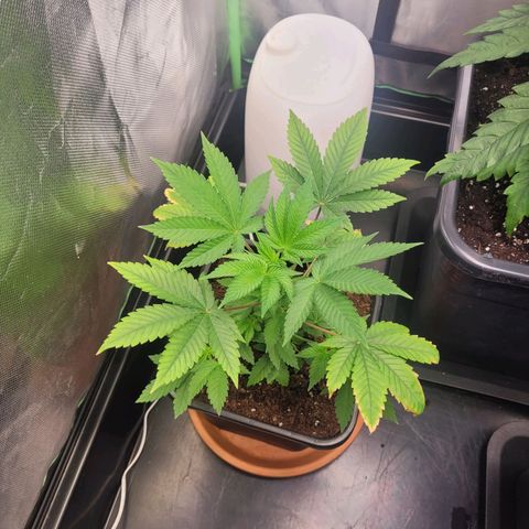 Sherbert  growlog photo: Sherbert schwächelt immernoch hinterher.  Wird wohl bald raus müssen 