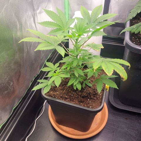Sherbert  growlog photo: Sherbert schwächelt immernoch hinterher.  Wird wohl bald raus müssen 