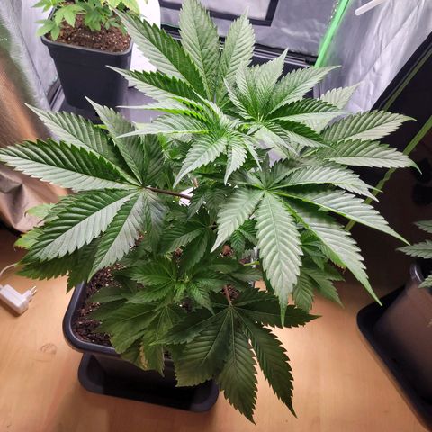 Hilde  growlog timeline photo
