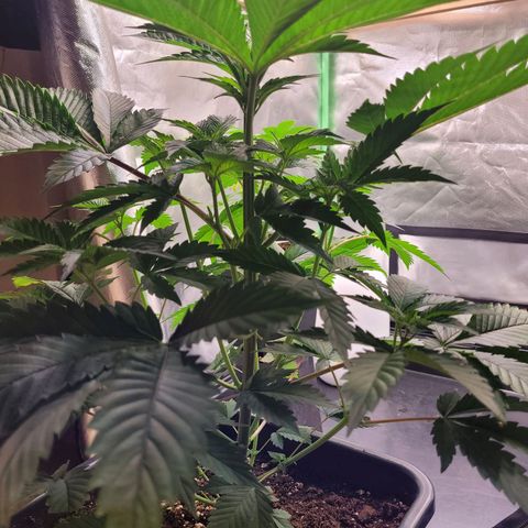 Hilde  growlog timeline photo