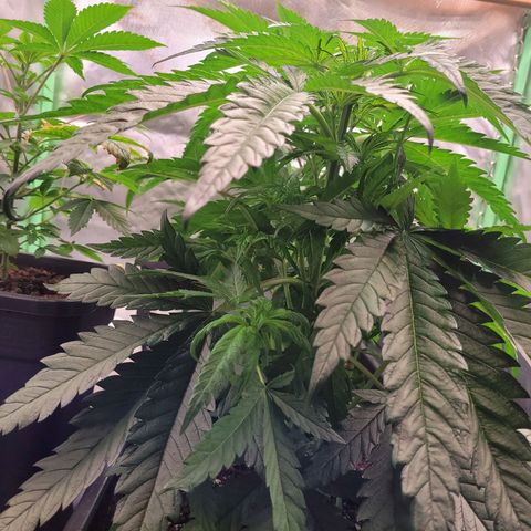 Kalli growlog timeline photo