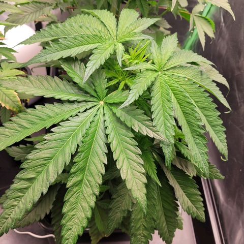 Kalli growlog timeline photo