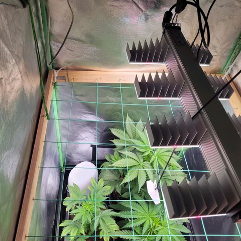 Kalli growlog timeline photo