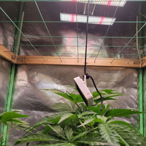 Kalli growlog timeline photo